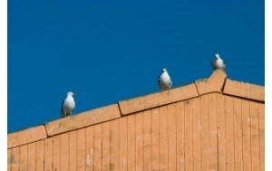 Birds on top of Fort Worth building
