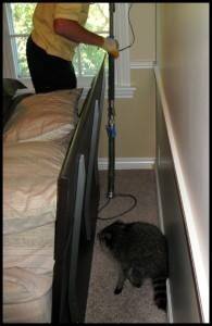 Critter Control Ft. Worth employee capturing Raccoon in home