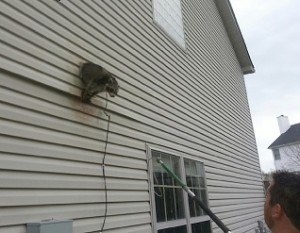 Raccoon In Ft. Worth House Vent