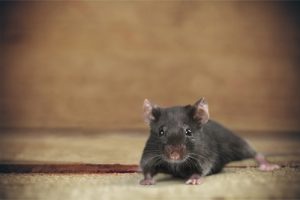 ft worth rodent