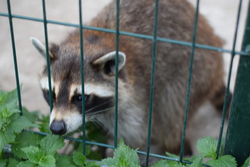 Raccoon by Fence