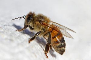 Ft Worth Bees