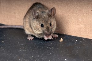 Mice Control Ft Worth