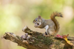 Ft Worth Squirrel