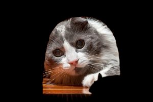 mouse in wall