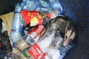 Rodent control prevention tips