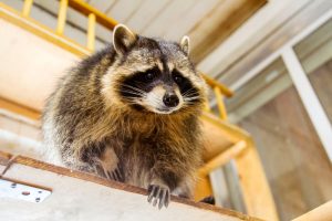 Keep Critters from Under Your Porch