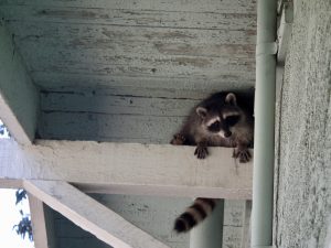 How To Safeguard Your Home From Wildlife While You Are Away