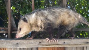 The Dangers of DIY Possum Removal