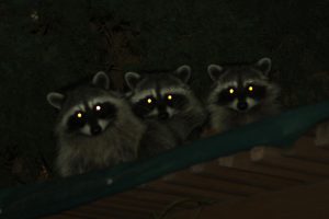 How to Get Rid of Raccoons in the Garage