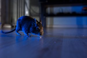 How to Catch a Rat in the House