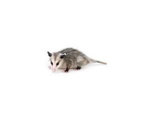 Opossums