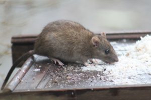 The Dangers of Rats in Your Attic